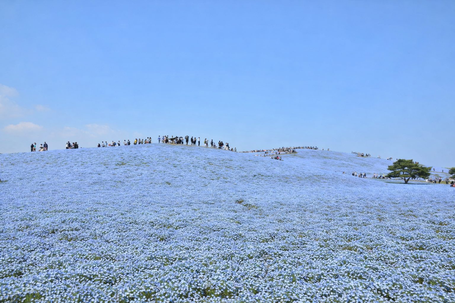 国営ひたち海浜公園は花も遊びも両方楽しみたい日に