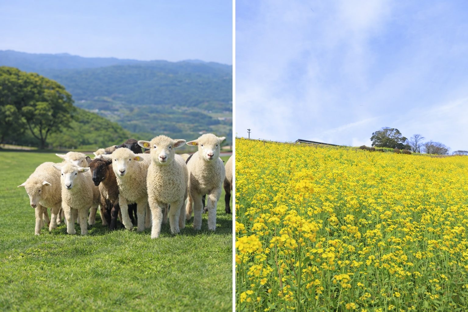 マザー牧場は動物ふれあいを主役にしたい家族向け